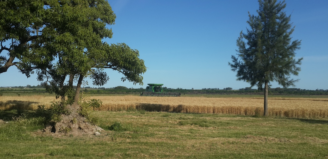 Prime cropfield Uruguay