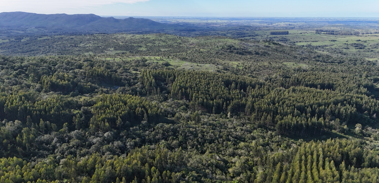 forestry Uruguay