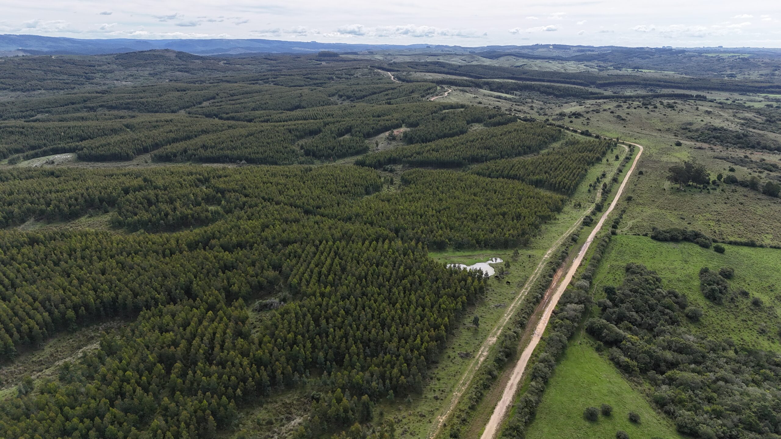 Forestry Uruguay